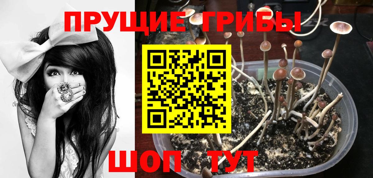 Псилоцибиновые грибы Cubensis  Вход с VPN  Люберцы  Галлюциногенные грибы прущие грибы 